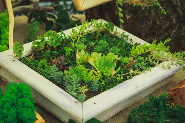 多くの小さな多肉植物 ロイヤリティフリーのストック画像