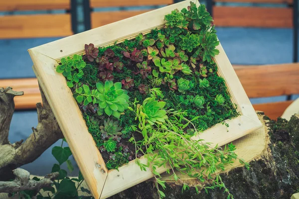 Çerçeve içinde birçok küçük succulents