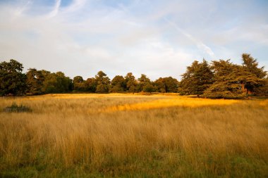 Güneşli yaz gününde Richmond Park, Londra, İngiltere 'de ağaçlarla ve altın tarlalarla kaplı manzara..