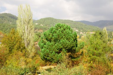 Kıbrıs Köyü dağlarında