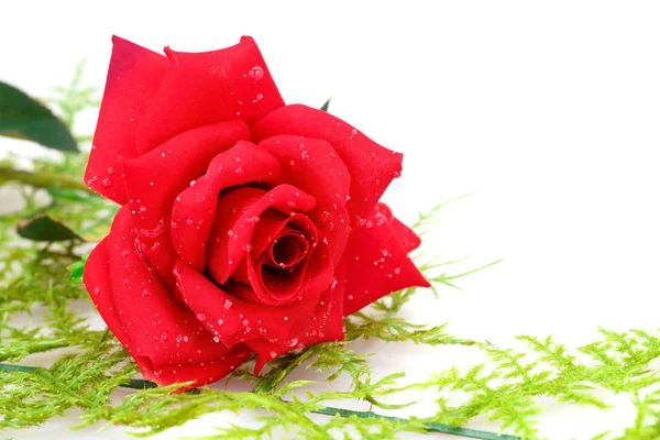 Rote Rose — Stockfoto