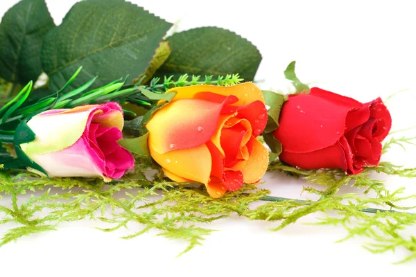 Rosas coloridas — Fotografia de Stock