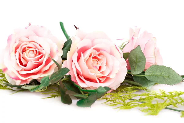 Pink roses Royalty Free Stock Images