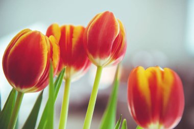 Bir buket kırmızı sarı lale taze yeşil yapraklar yumuşak ışıklarda bulanık arka planda güneşli bir bahar gününde, sıcak bir evde, masadaki vazoda.
