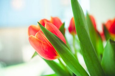 Bir buket kırmızı sarı lale taze yeşil yapraklar yumuşak ışıklarda bulanık arka planda güneşli bir bahar gününde, sıcak bir evde, masadaki vazoda.
