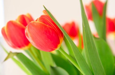 Güneşli bir bahar gününde, sıcak bir evin arka bahçesinde vazoda duran kırmızı sarı laleler.