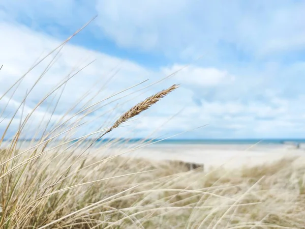 Baltic sea dunes over blue coastline background in Northern Germany