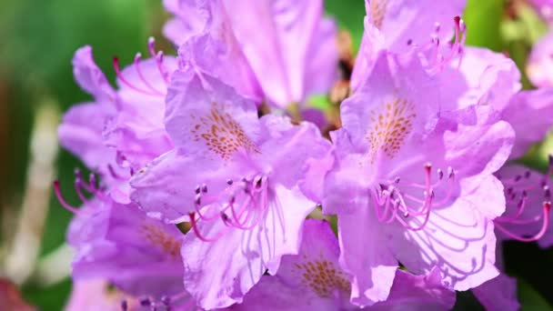 Close Video Purple Rhododendron Blossom Flower — Stock Video