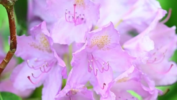 Close Video Purple Rhododendron Blossom Flower — Stock Video
