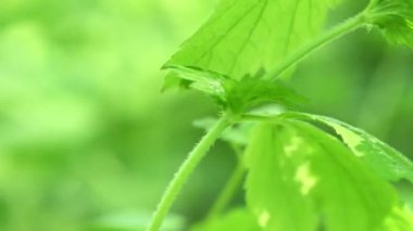 Yeşil ısırgan otlarının vahşi doğadaki 4K videosu.