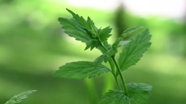 Yeşil ısırgan otlarının vahşi doğadaki 4K videosu.