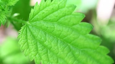 Yeşil ısırgan otlarının vahşi doğadaki 4K videosu.