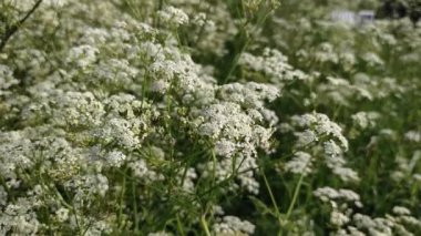 4K, çiçek açan yabani bitkiler ve polen taşıyıcı arı böceği videosunu kapat