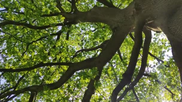 Θέα Κάτω Από Πράσινο Πλατύ Δέντρο Κοίτα Ψηλά Και Στριφογύρισε — Αρχείο Βίντεο