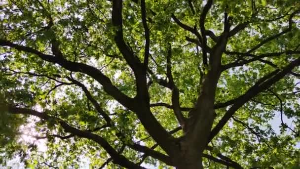 Vue Sous Grand Arbre Vert Levez Les Yeux Tourbillonnez — Video