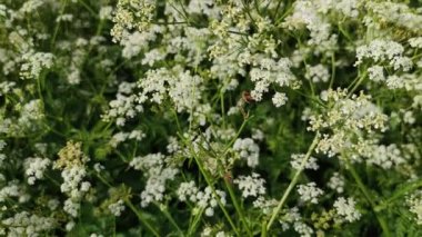 4K, çiçek açan yabani bitkiler ve polen taşıyıcı arı böceği videosunu kapat