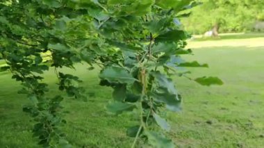 Parkta rüzgardan sallanan yemyeşil bir dal insanları rahatlatıyor.