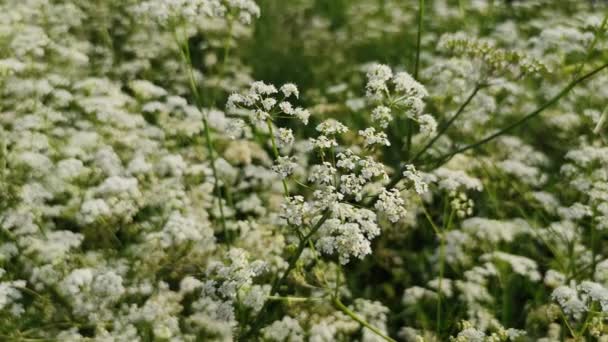 Primer Plano Vídeo Floración Las Plantas Silvestres Blancas Insecto Abeja — Vídeos de Stock