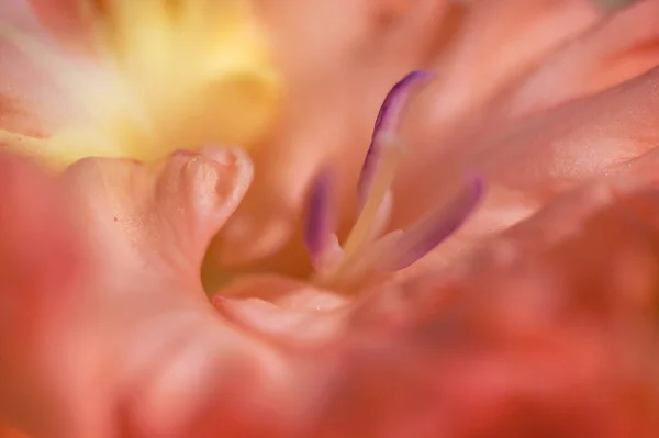 Macro Foto Bela Laranja Gladiolus Natural Luz Dia — Fotografia de Stock