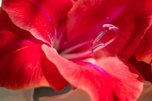 Macro Foto Gladíolo Natural Vermelho Bonito Luz Dia — Fotografia de Stock