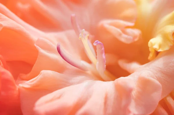 Macro Foto Hermoso Gladiolo Natural Naranja Luz Del Día — Foto de Stock