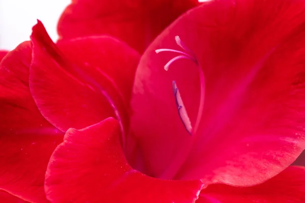 Macro Photo Beautiful Red Natural Gladiolus Day Light — Stock Photo, Image