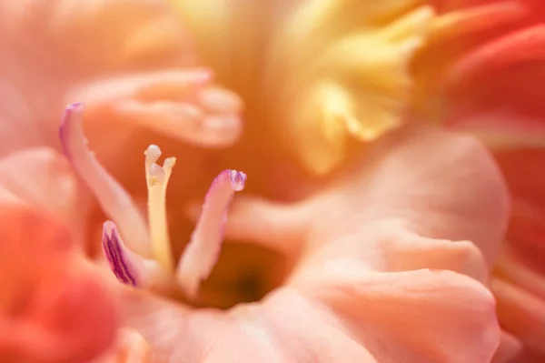 Macro Foto Bela Laranja Gladiolus Natural Luz Dia — Fotografia de Stock