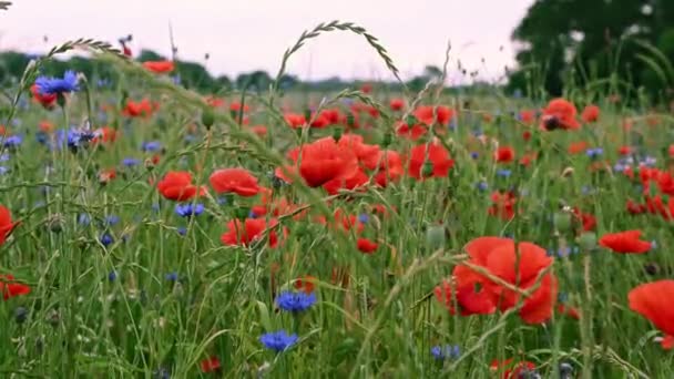 60Fps Video Blooming Red Poppy Green Idyllic Field Summer Time — Stock Video