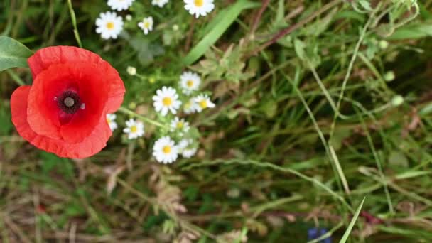 Vídeo Cámara Lenta Flores Amapola Roja Flor Manzanilla Acianos Azules — Vídeo de stock