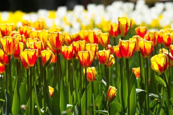 Fondo tulipán — Foto de Stock