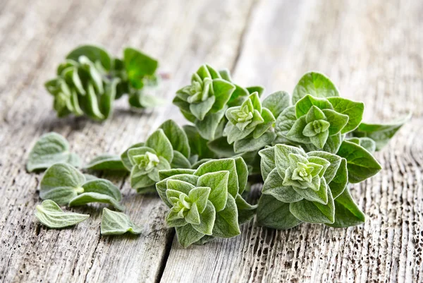 Oregano kruiden in close-up — Stockfoto