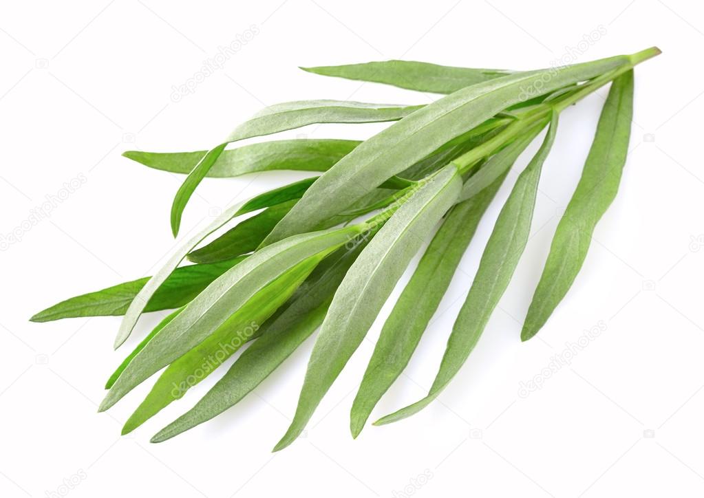 Pictures tarragon Fresh tarragon leaves — Stock Photo © Dionisvera