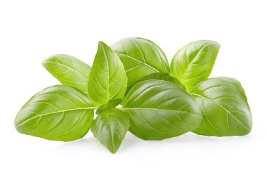 taze fesleğen yaprağı