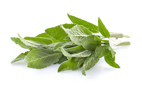 Sage plant i närbild — Stockfoto