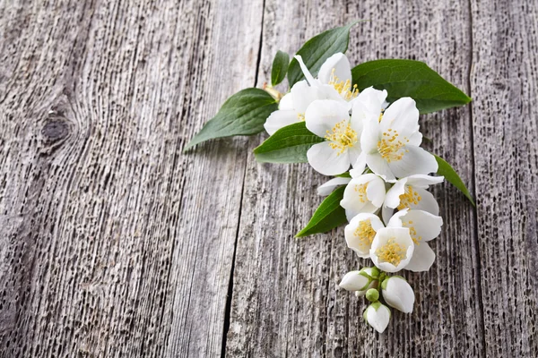 Fiori di gelsomino su una tavola di legno — Foto Stock