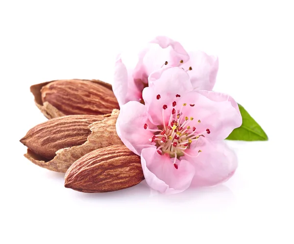 Mandelnüsse mit rosa Blüten — Stockfoto