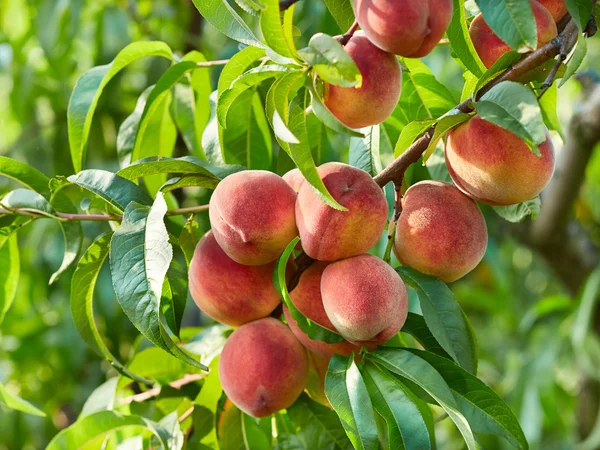 Branch of peach tree — Stock Photo, Image