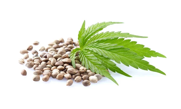 Hemp Seeds Cannabis Leaves Closeup — Stock Photo, Image