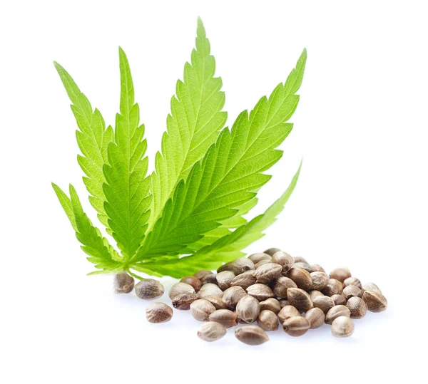 Hanfsamen Mit Cannabisblättern Auf Weißem Hintergrund — Stockfoto
