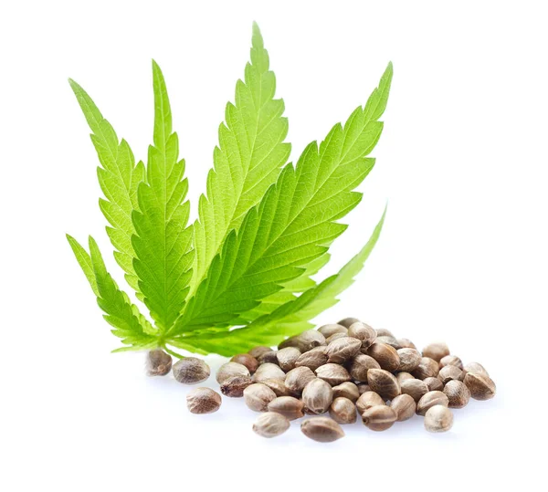 Semi Canapa Con Foglie Cannabis Sfondo Bianco — Foto Stock