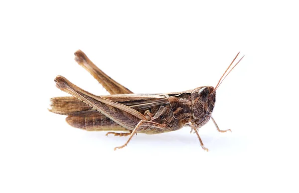 Migratory Locust Closeup White Background — 图库照片