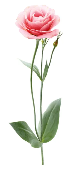 Één eustoma bloem — Stockfoto