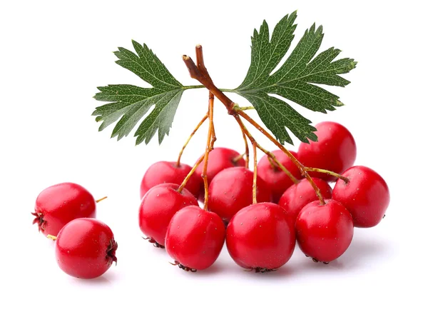 Hawthorn berry — Stock Photo, Image