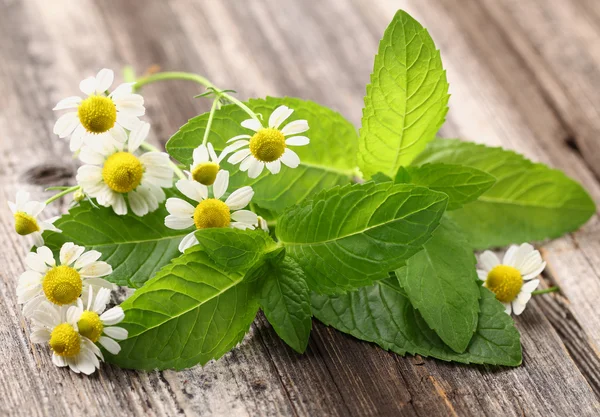 Menta con manzanilla —  Fotos de Stock