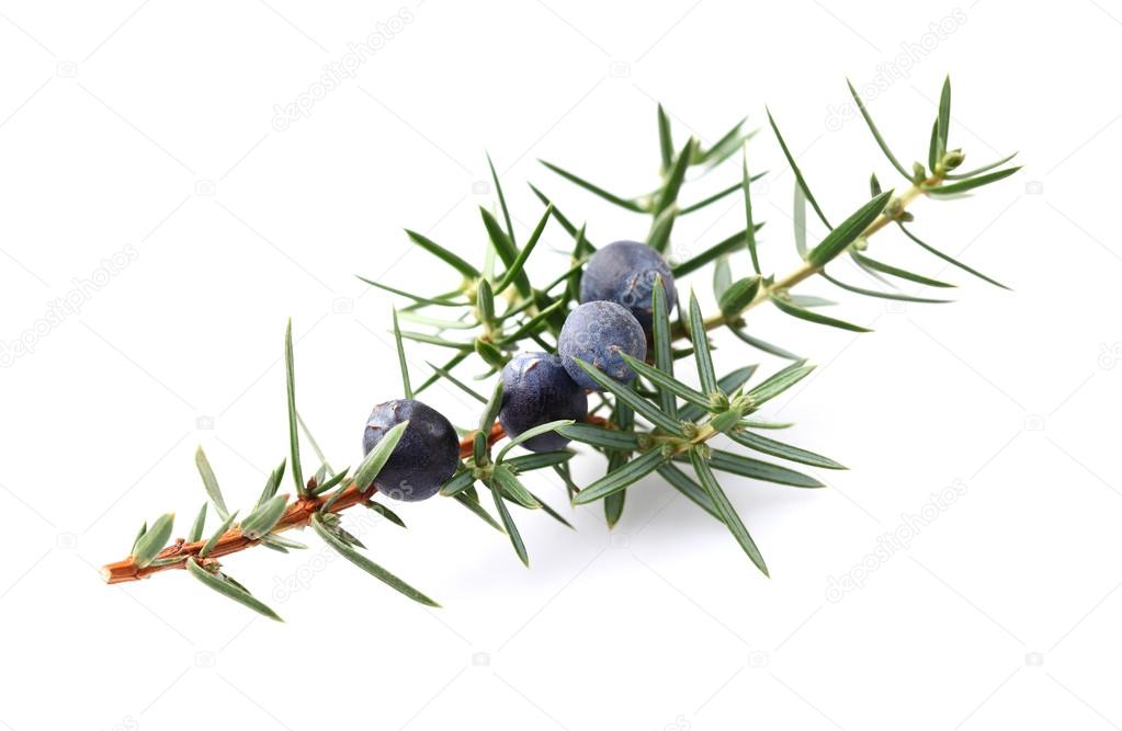 Juniper plant