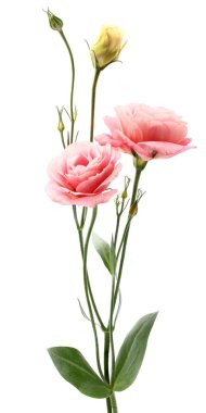 eustoma çiçek