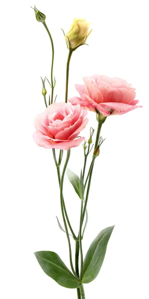 Eustoma çiçek — Stok fotoğraf
