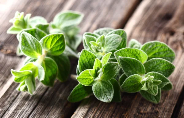 Planta de Oregano — Foto de Stock