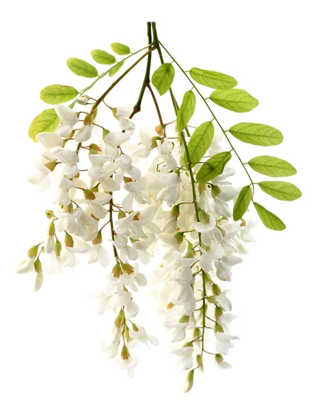 Flores de acacia —  Fotos de Stock