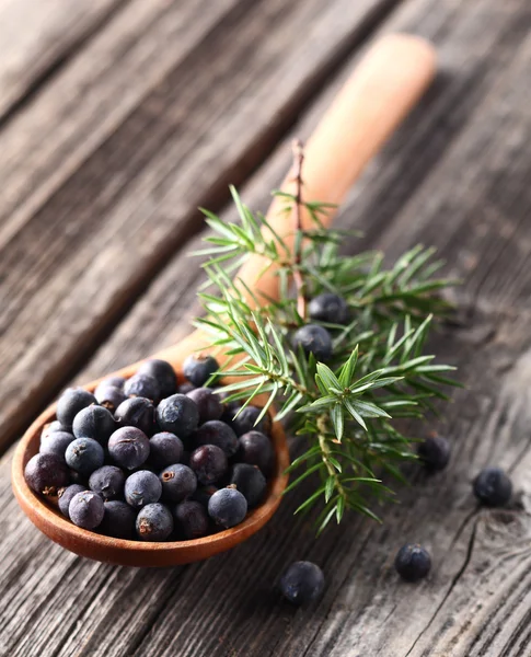 Juniper berry — Stock Photo, Image